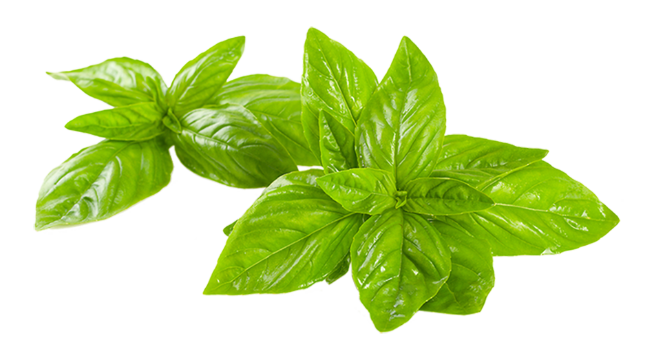basilico